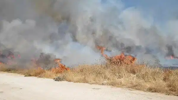 Mardin Nusaybin’de anız yangını: Ekipler müdahale etti